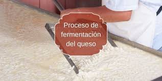 ¿Qué se utiliza para fermentar el queso?