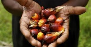 ¿Qué aceites contienen el aceite de palma?