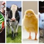 El veganismo: un estilo de vida saludable