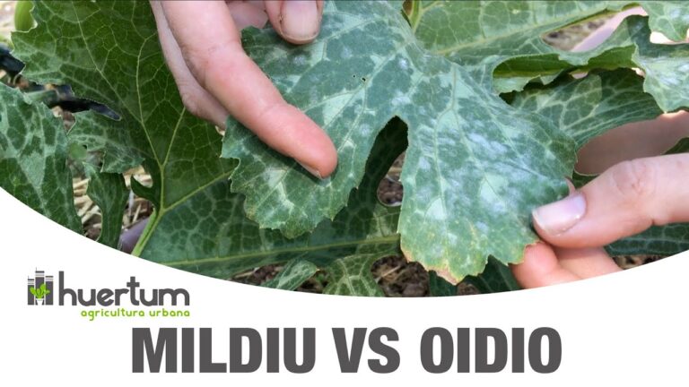 Control del mildiu en plantas: métodos efectivos