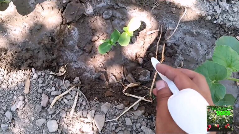 El Riego &Oacute;ptimo para el Cultivo de Melones
