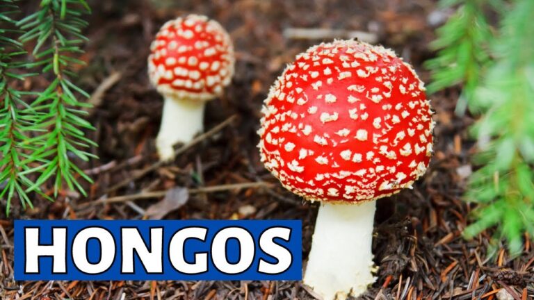 El hábitat de los hongos: ¿Dónde viven?