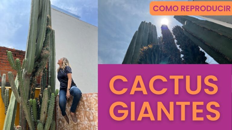 Gu&iacute;a para podar un cactus