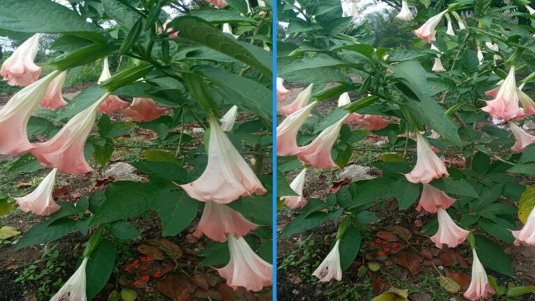 Plantas con Flores en Forma de Trompeta: Belleza Natural
