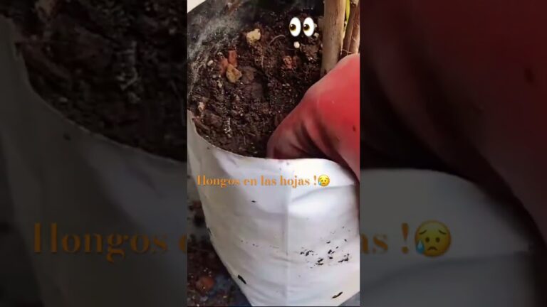 Eliminación de hongos en el tronco de un árbol: métodos efectivos
