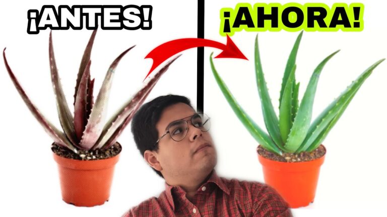 ¿Se pueden cortar las puntas marrones del aloe vera?