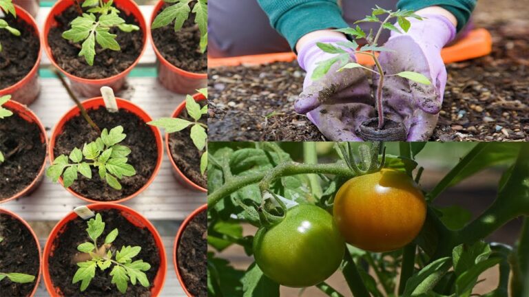 Consejos para cuidar una tomatera