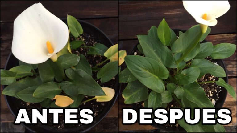Calas con Hojas Amarillas: Gu&iacute;a de Cuidado y Cultivo