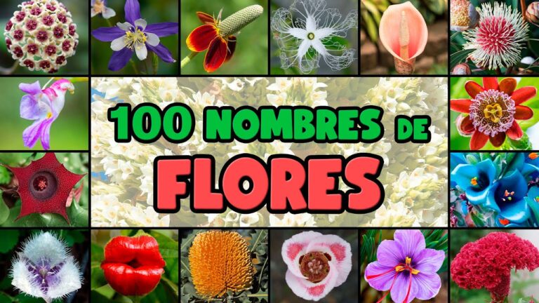 10 Nombres Exóticos para Flores
