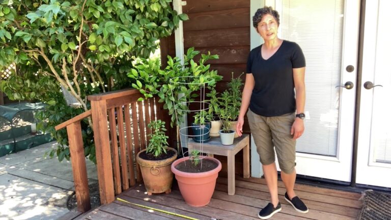 Guía para Colocar Macetas en el Jardín de Forma Óptima