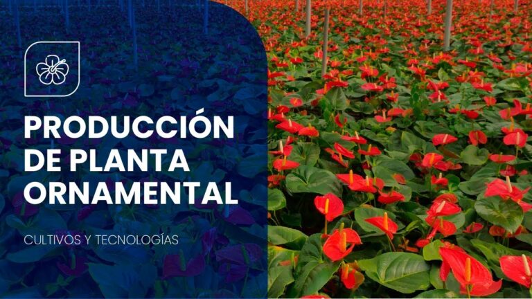 D&oacute;nde comprar plantas baratas en Valencia