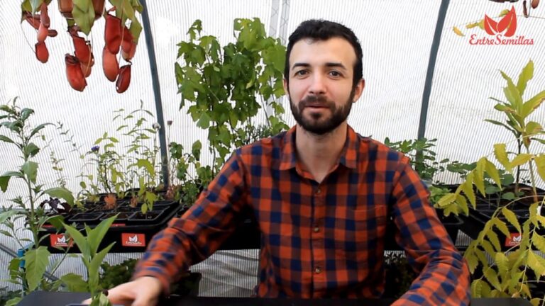 Los baobabs: presencia exótica en España
