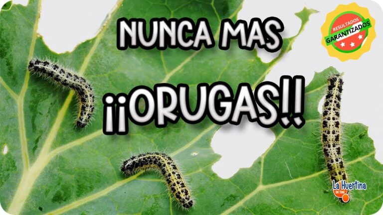 Insecticida eficaz para controlar orugas verdes