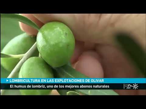 Beneficios del humus de lombriz para olivos