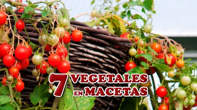 Plantas ideales para cultivar en macetas en casa