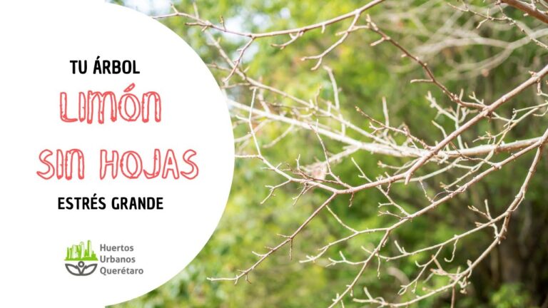 Recuperando un limonero sin hojas: Guía práctica