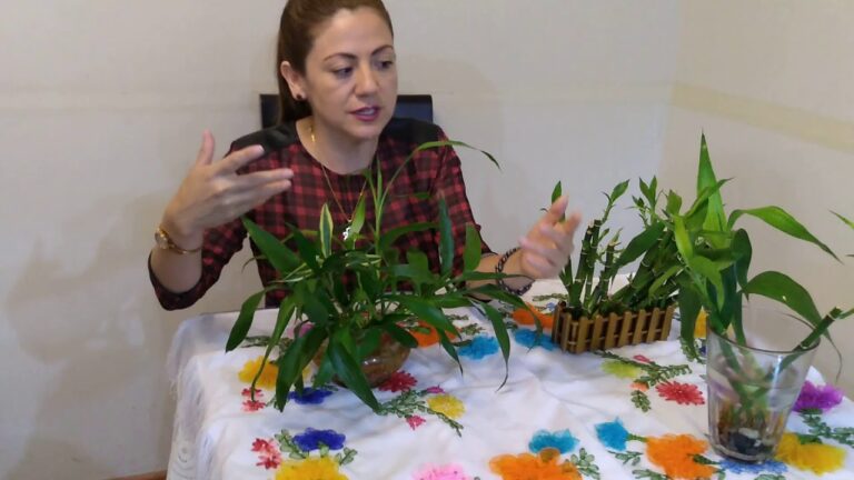El tiempo de floraci&oacute;n del bamb&uacute;