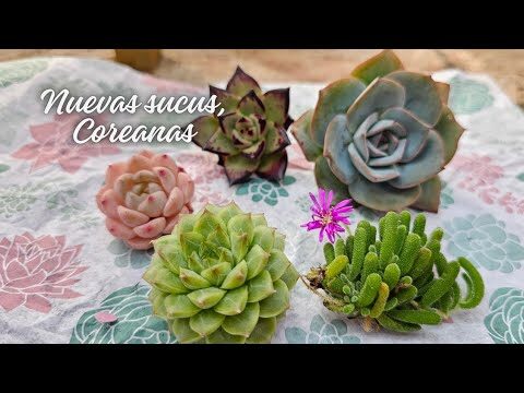 Reseñas de la suculenta: Guía completa