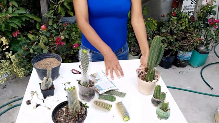 Reproducir cactus por corte: Guía práctica