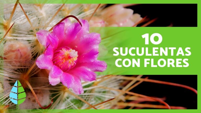 Belleza Floral de las Plantas Crasas