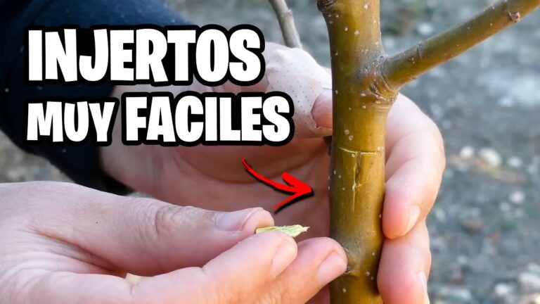 Gu&iacute;a para comprar esquejes para injertar