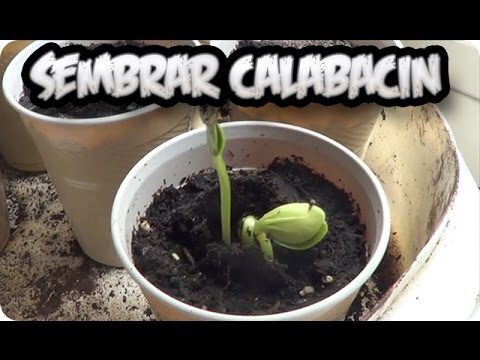 Guía para sembrar calabacines en semilla