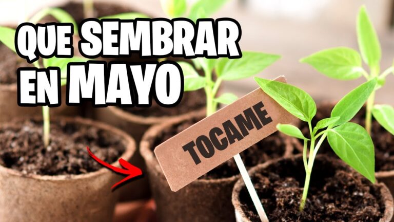 Plantaci&oacute;n ideal para mayo: qu&eacute; sembrar en tu jard&iacute;n este mes