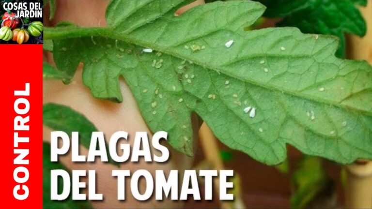 Guía de insecticidas para proteger tus tomates
