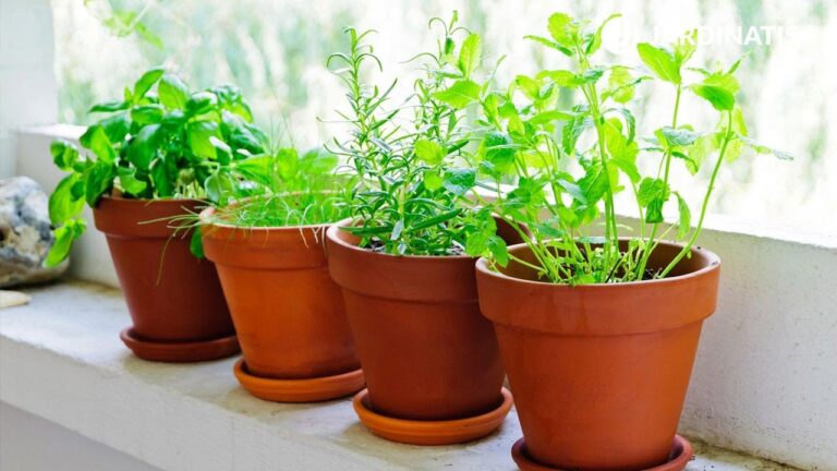 Plantas Olorosas para tu Jardín Exterior