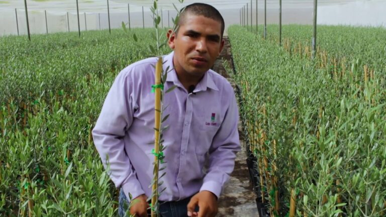 Guía para calcular el precio de planta de olivo