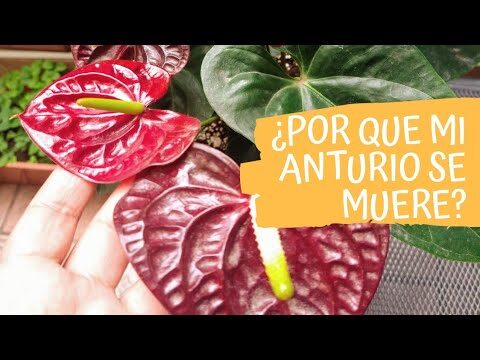 Soluciones para los problemas comunes de las anthurium