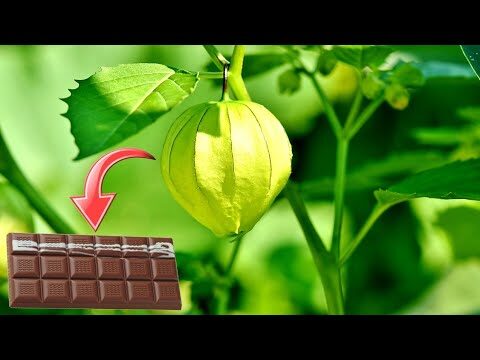 Cultivo de Physalis en Maceta: Guía Práctica