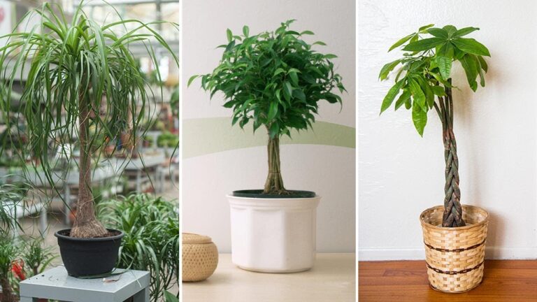 Plantas de interior con tronco: Belleza natural para tu hogar