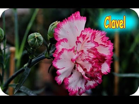 Planta resistente a temperaturas extremas