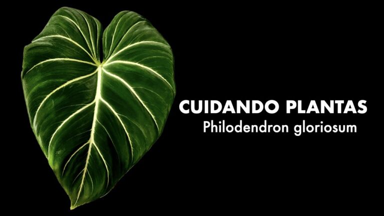 Guía de precios de Philodendron gloriosum