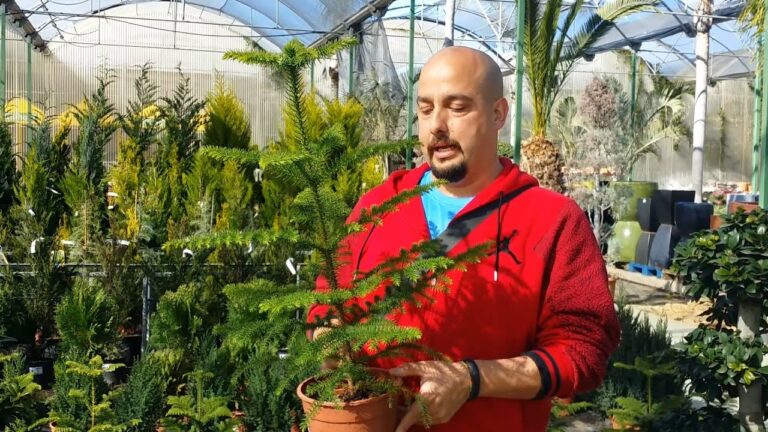 Cuidados &oacute;ptimos para tu bons&aacute;i de Araucaria