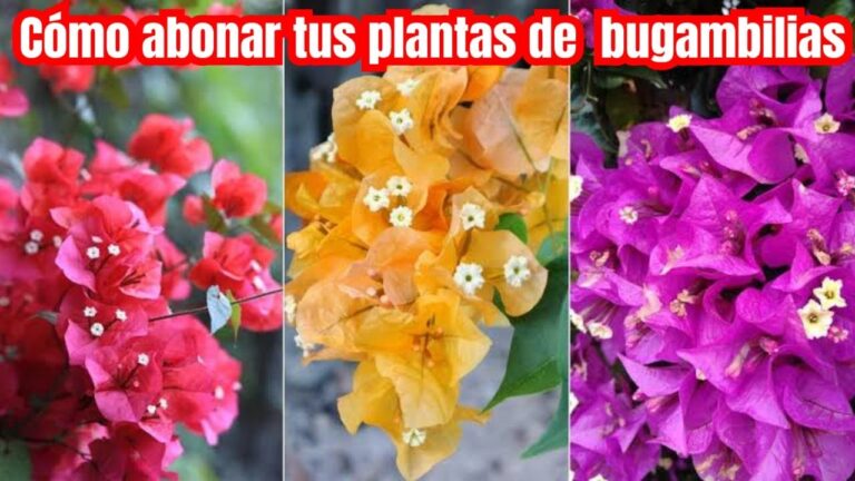 Abono casero para buganvillas: Gu&iacute;a completa
