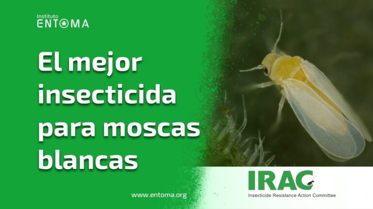 El mejor insecticida para mosca blanca: Guía completa