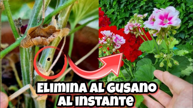 C&oacute;mo Eliminar la Oruga del Geranio Eficazmente