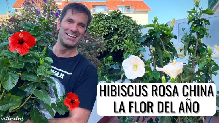 Secretos de la Flor del Hibisco: Beneficios y Usos