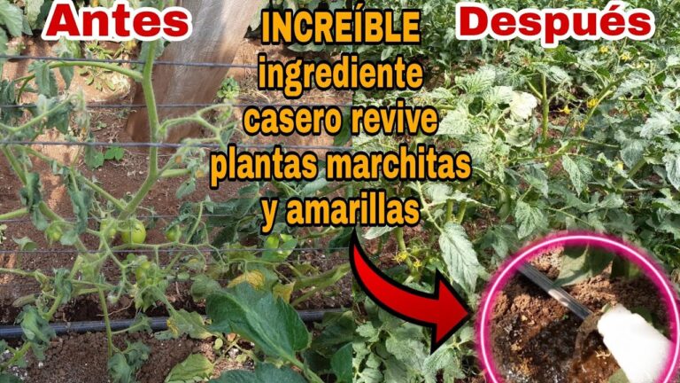 Revive tu tomatera con estos consejos