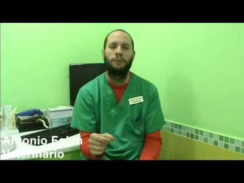 Tratamiento Efectivo para las Lombrices Durante el Embarazo