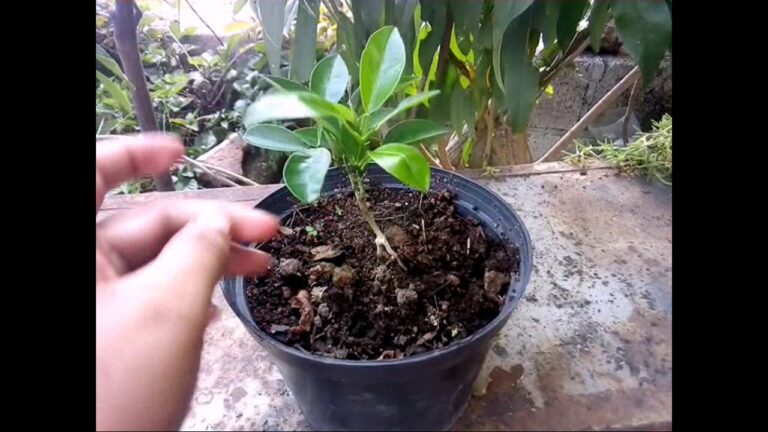 Guía completa para hacer un bonsái desde cero