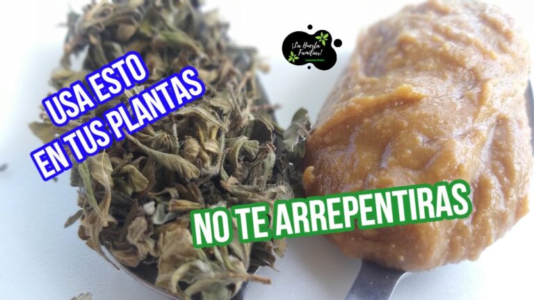 Jabón potásico: solución eficaz contra las hormigas
