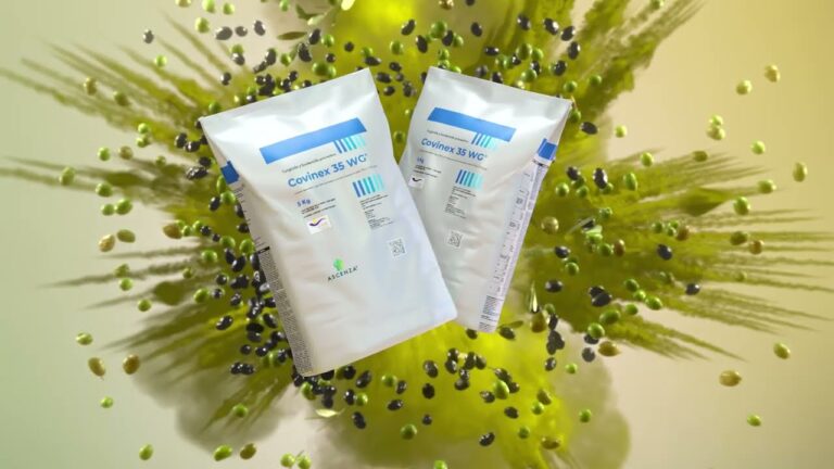 Negrilla Olivo: Cultivo y Beneficios