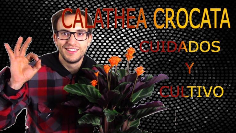 Cuidados Esenciales para Calathea Crocata