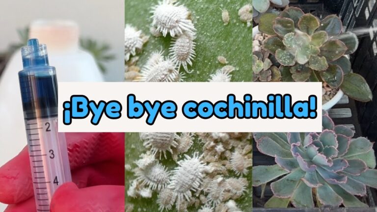 Guía del mejor insecticida para combatir la cochinilla algodonosa