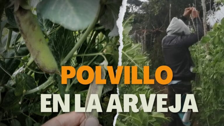 Polvillo de fruta: usos y beneficios