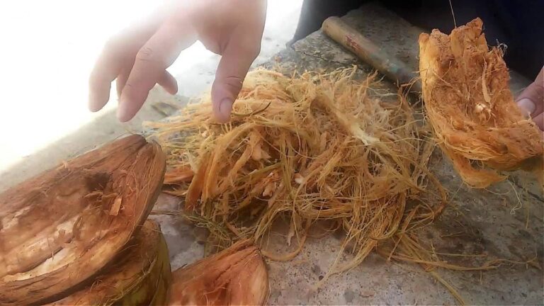 Guía para comprar fibra de coco para tus plantas