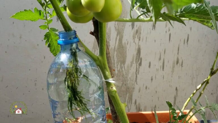 Tiempo de maduración de los tomates: ¿Cuánto tarda en salir